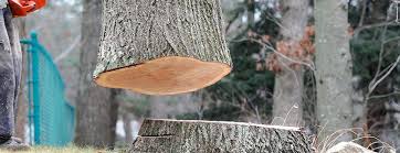 How Our Tree Care Process Works  in  De Pue, IL