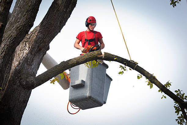 Best Tree Trimming and Pruning  in De Pue, IL