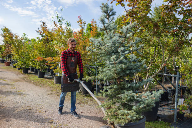 Best Lawn Maintenance Plans  in De Pue, IL