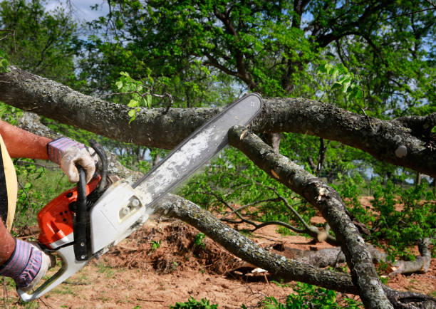 Best Commercial Tree Services  in De Pue, IL